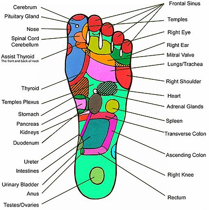 Reflexology Chart Thyroid